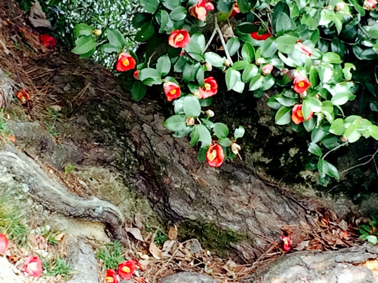 growth, plant, flower, red, beauty in nature, nature, freshness, high angle view, leaf, day, rock - object, growing, water, green color, outdoors, stone - object, tranquility, fragility, multi colored, tree