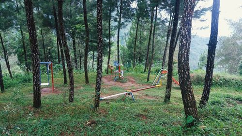 Trees on field in forest