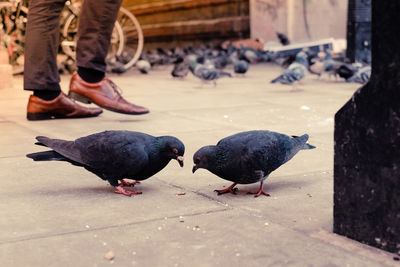 A duo of birds on pavement with shoes walking past 