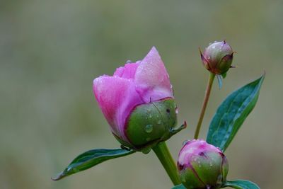 Close-up of fresh pink flower with buds