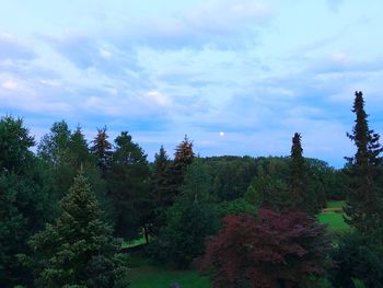 Scenic view of forest against sky