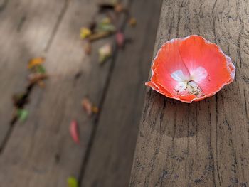 Close-up of orange flower on wood