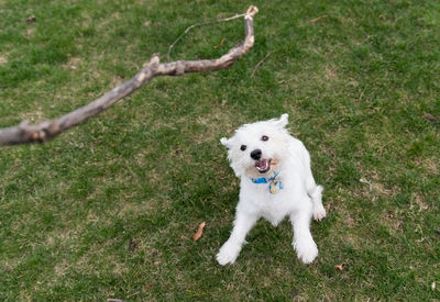 Portrait of dog looking at stick