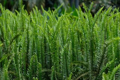 Full frame shot of pine tree