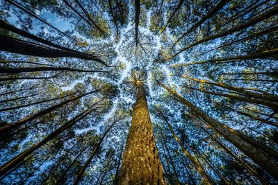 Low angle view of pine tree in forest