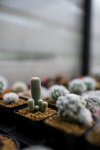 Close-up of succulent plant