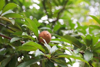 Close-up of fruits on tree