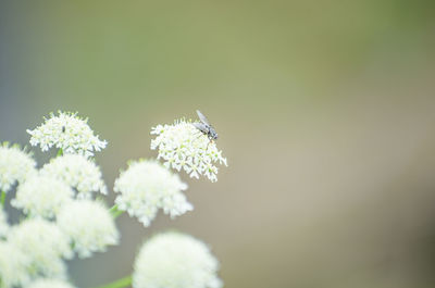 Close-up of bee on plant