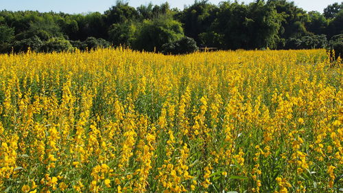 Scenic view of oilseed rape field