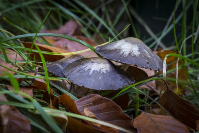 Close-up of mushroom