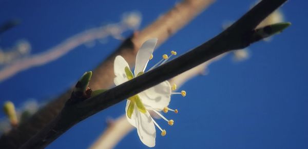 Low angle view of flowering plant against blue sky