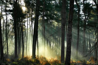 Sunlight streaming through trees