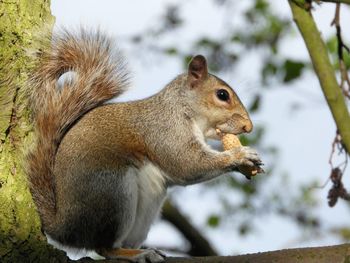 Close-up of squirrel