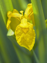 Close-up of yellow flowering plant