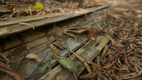 High angle view of dry leaves on wood