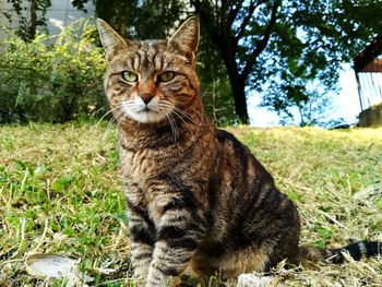 Portrait of tabby cat sitting on field
