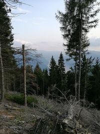 Pine trees in forest against sky