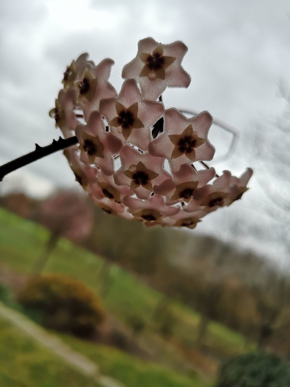 CLOSE-UP OF FLOWERING PLANT AGAINST BLURRED BACKGROUND