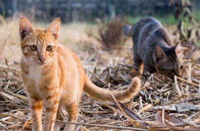 Portrait of cat standing on field