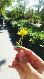 Close-up of woman hand holding flower