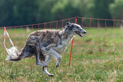 High angle view of dog on grassy field