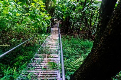 Footpath amidst trees in forest