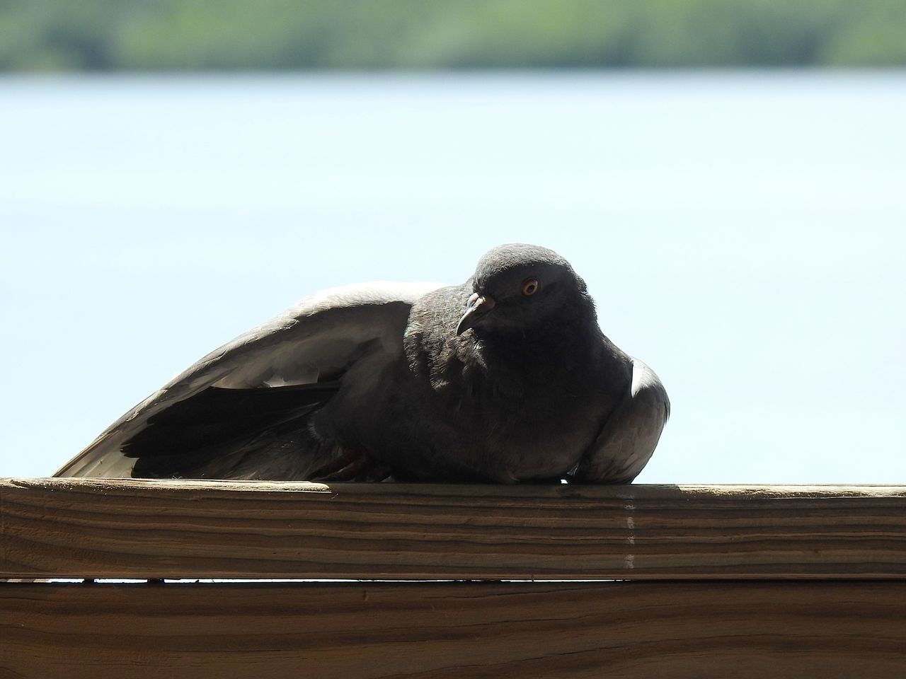 CLOSE-UP OF A BIRD