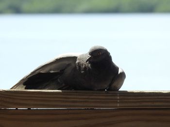 Close-up of a bird against blurred background