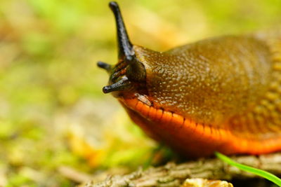 Close-up of snail