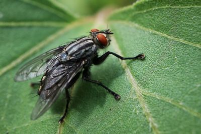 Close-up of fly on leaf