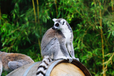 View of monkey looking away