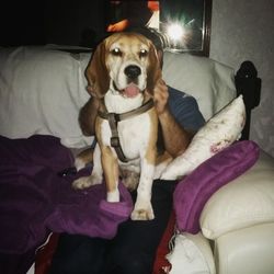 Portrait of dog sitting on sofa