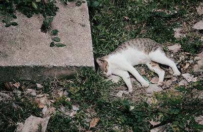 High angle view of cat on plant