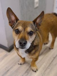 Portrait of dog standing on floor
