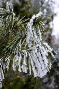 Close-up of pine tree during winter