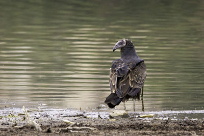 Bird perching on a lake