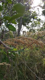 Close-up of a tree in forest