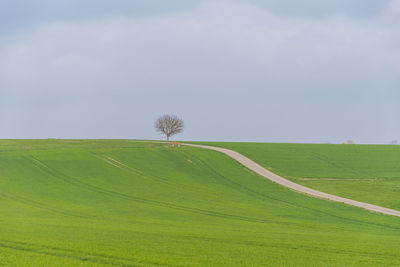 Scenic view of agricultural field against sky