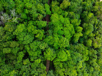 Full frame shot of plants