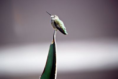 Close-up of hummingbird perching on top of a cactus 