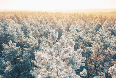 Full frame shot of tree