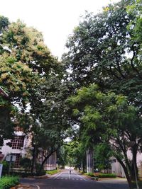 Road amidst trees and plants against sky