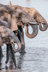 Side view of elephant in water