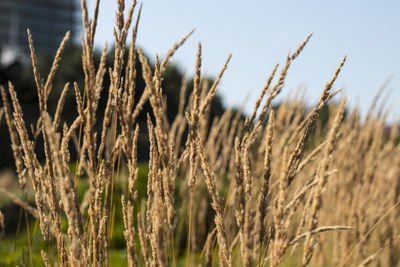 Close-up of wheat growing in field