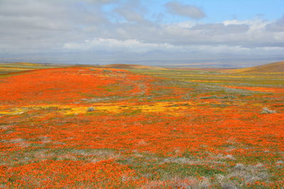 Scenic view of field against sky during autumn