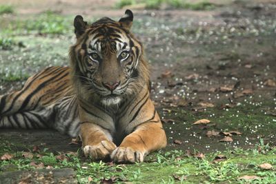 Close-up of tiger