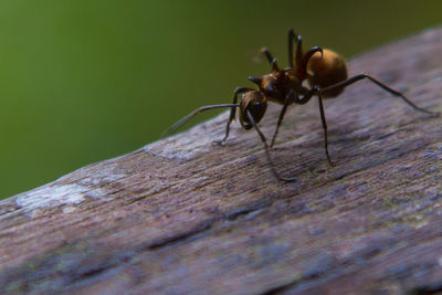 Close-up of insect on wooden surface