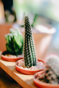 Close-up of succulent plant on table