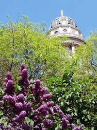 Low angle view of flowers against blue sky