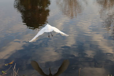 Great egret flying over a pond